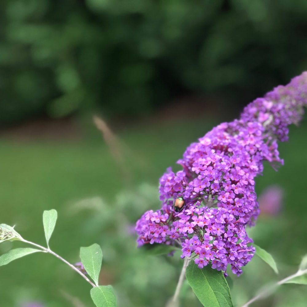 Meet your Posher, Joni